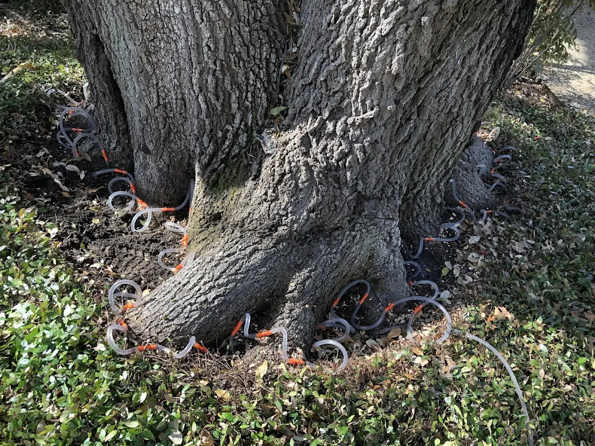 Detailed Tree Cabling and Bracing job site in Clemons